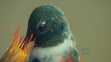 National Geographic. Жизнь колибри / Волшебство в воздухе / Hummingbirds. Magic in the Air (2009) HDTVRip 720p 