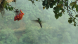 National Geographic. Жизнь колибри / Волшебство в воздухе / Hummingbirds. Magic in the Air (2009) HDTVRip 720p 