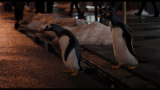 Пингвины мистера Поппера / Mr. Popper's Penguins (2011) Blu-Ray CEE