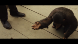 Восстание планеты обезьян / Rise of the Planet of the Apes (2011) DVD5 