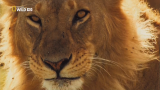 National Geographic. В великом краю Серенгети / National Geographic. The Great Serengeti (2011) HDTVRip 720p 